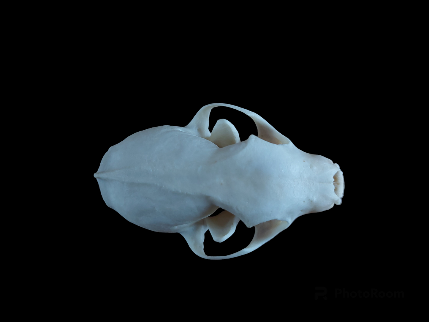 Stone marten skull