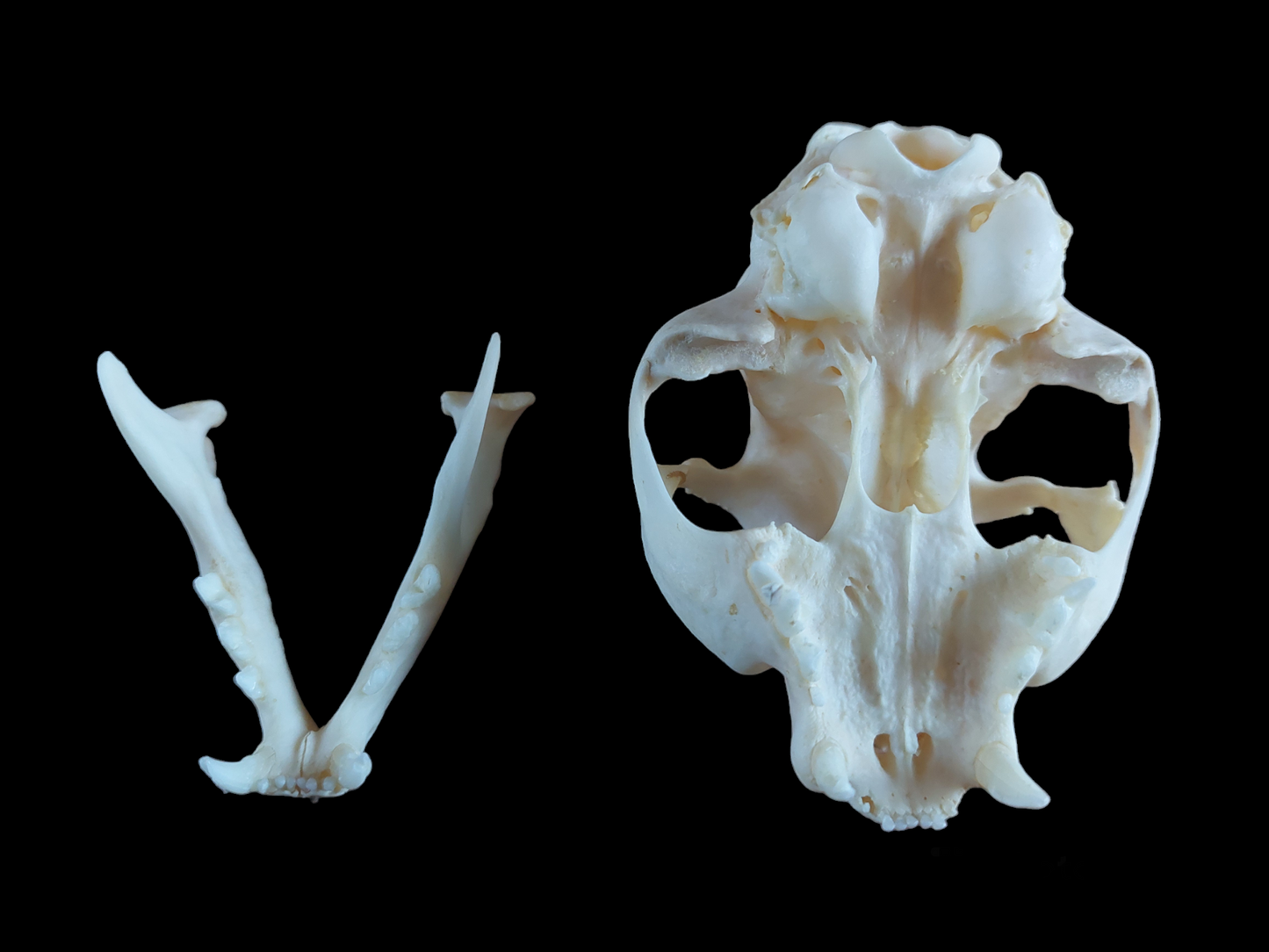 Cat skull #2