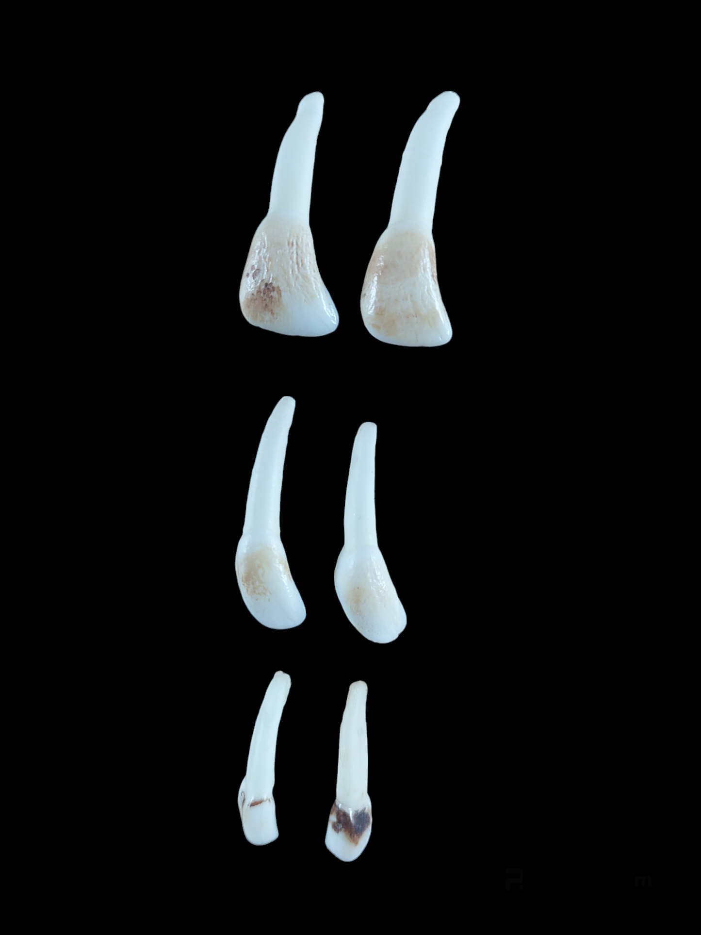 Red deer incisor teeth