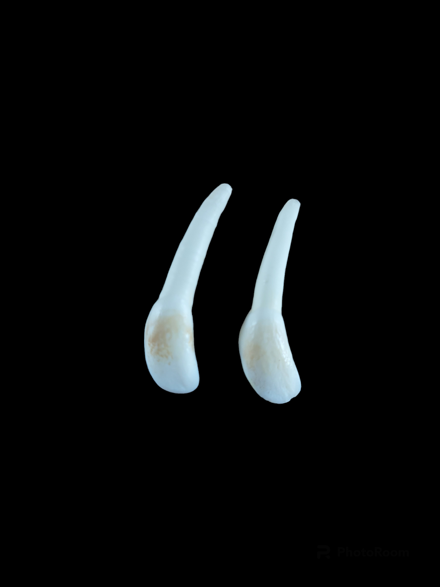 Red deer incisor teeth