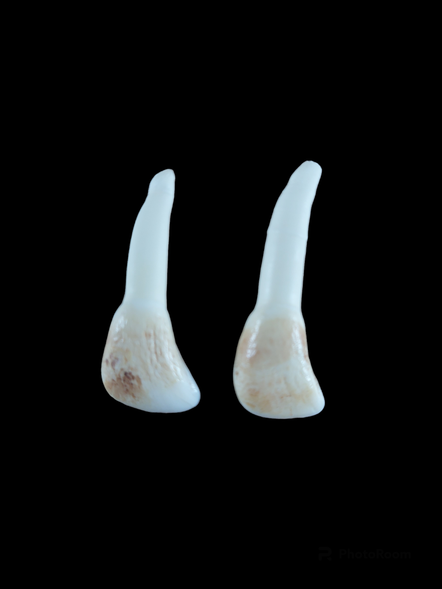 Red deer incisor teeth