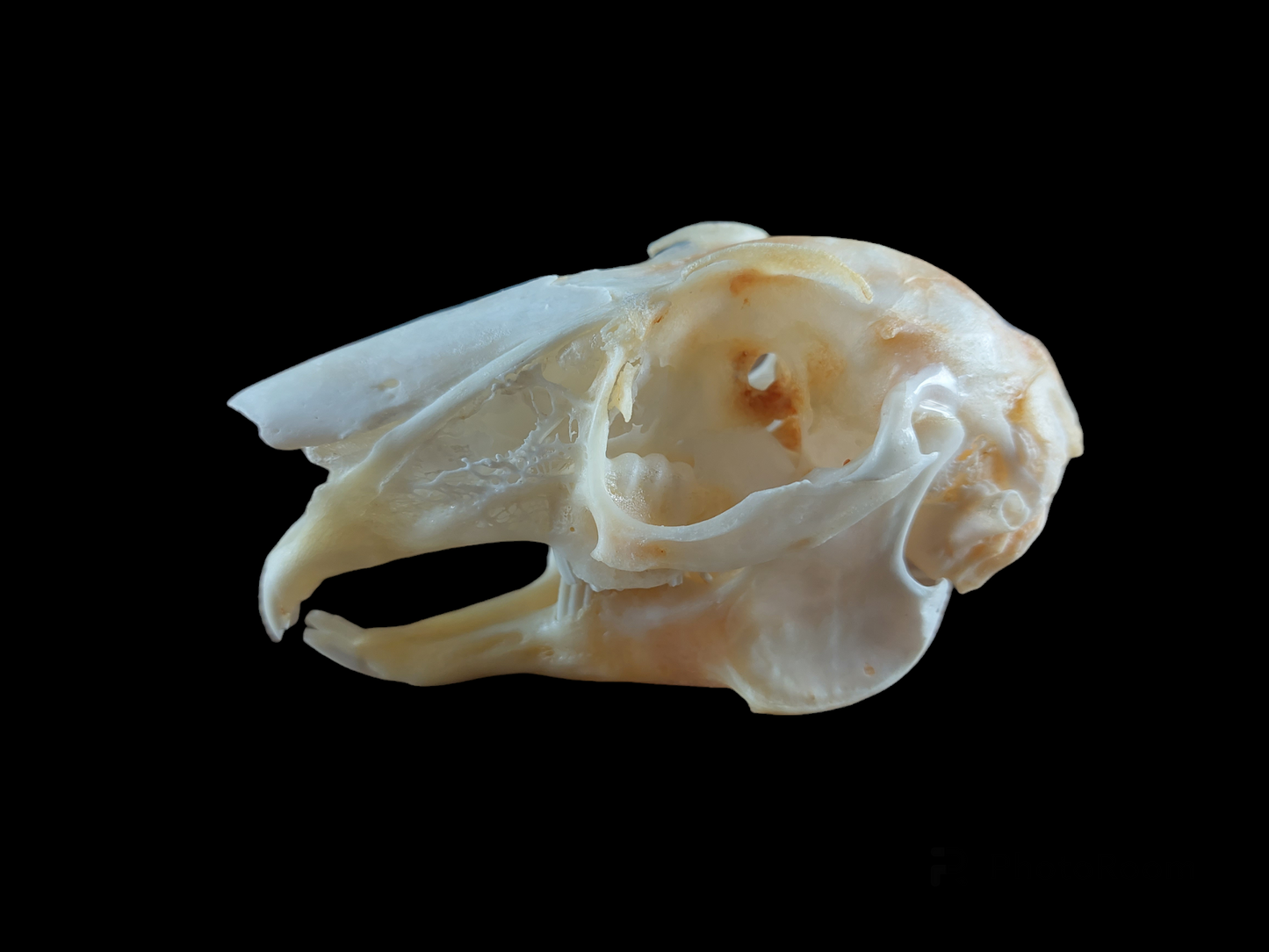 Hare skull