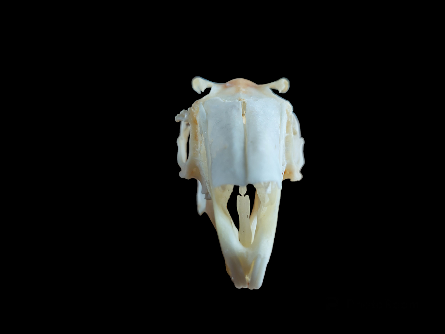 Hare skull