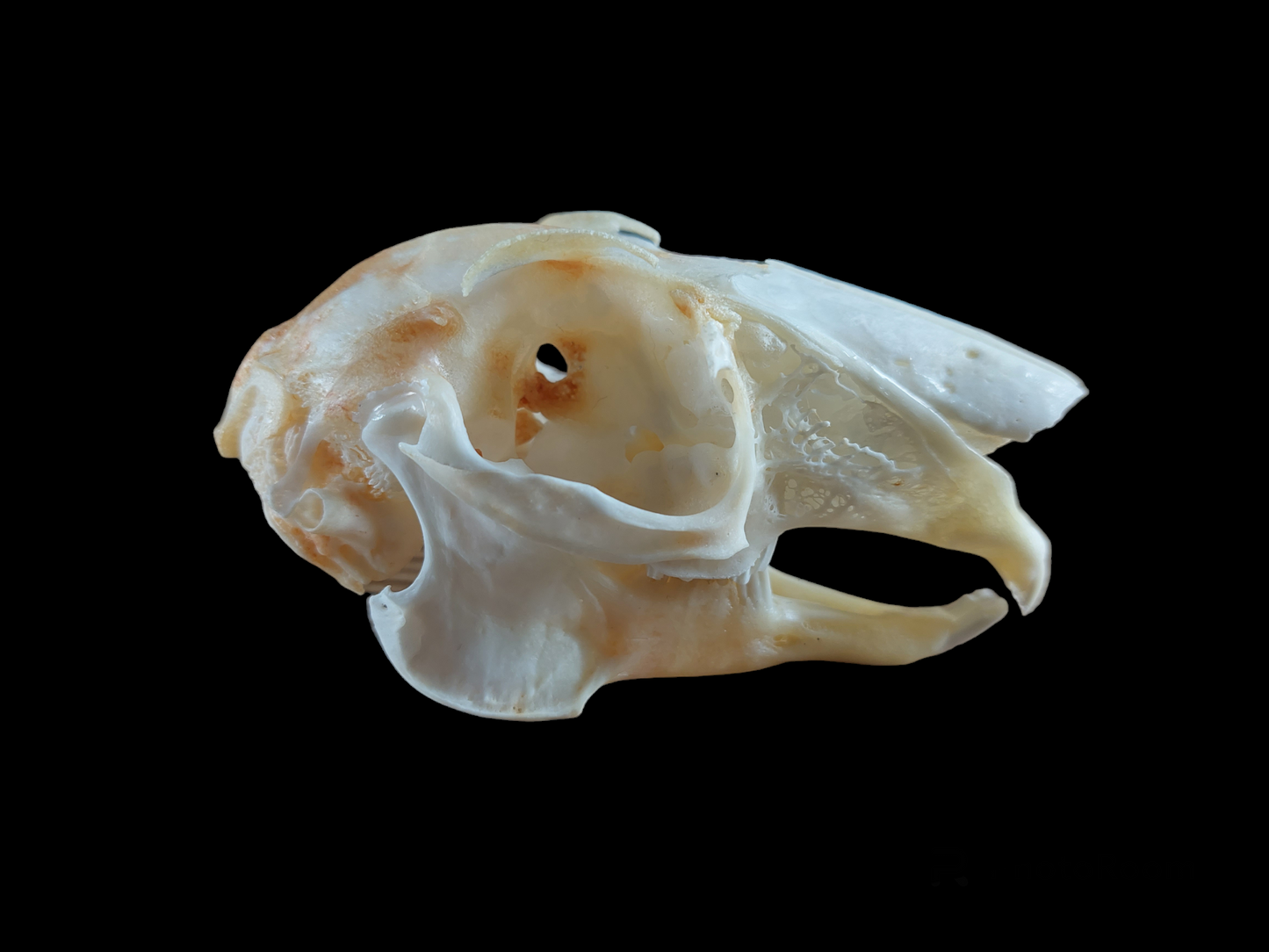 Hare skull