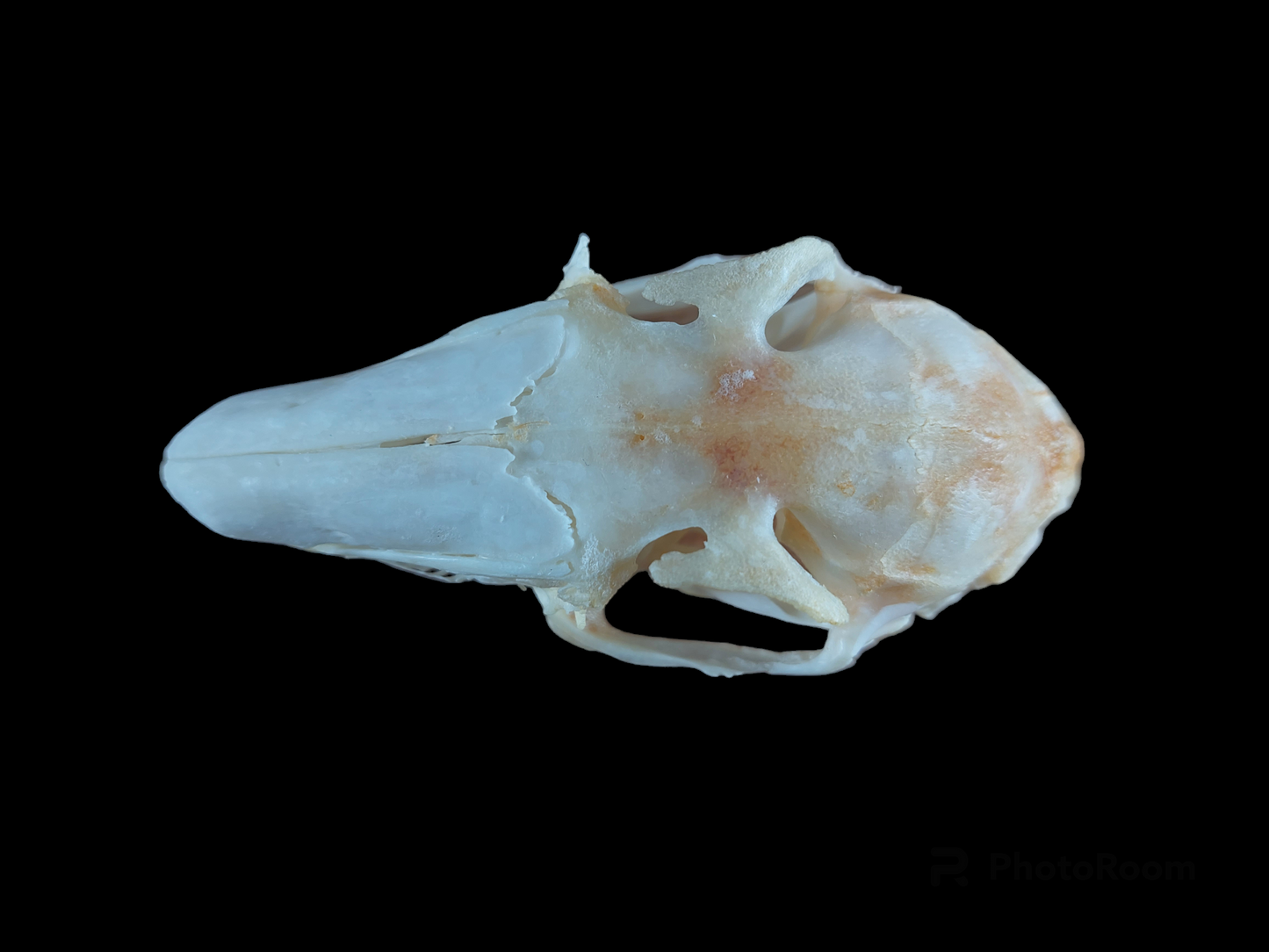 Hare skull