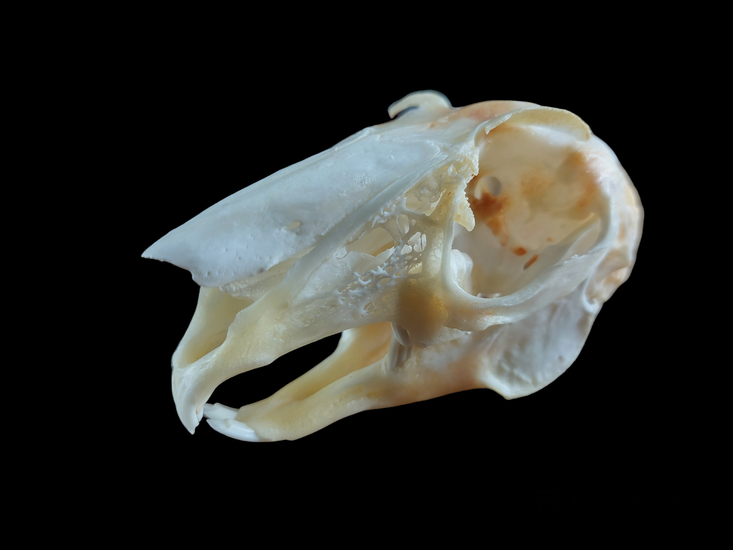 Hare skull