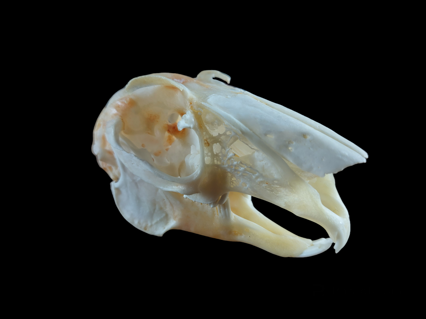 Hare skull