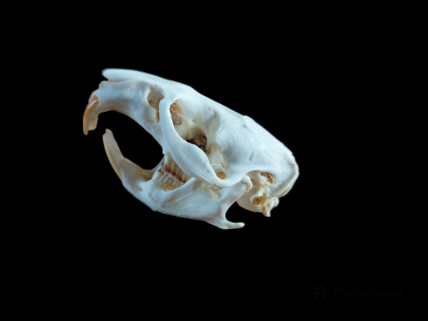 Musk rat set in glass jar