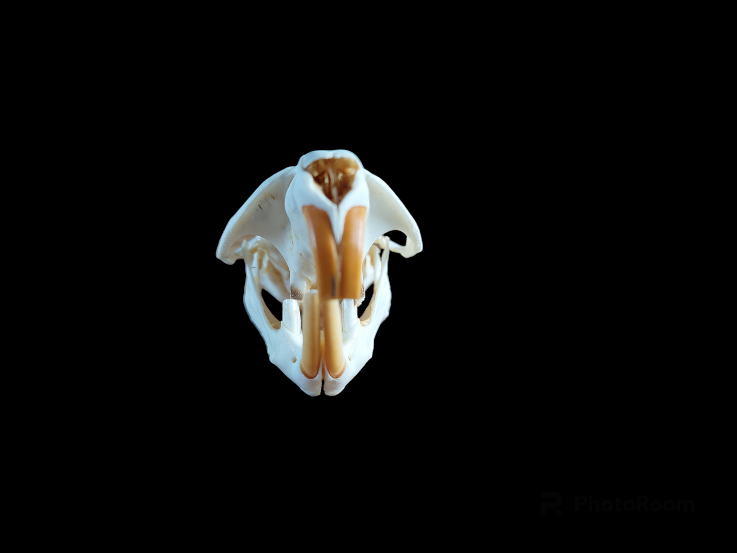 Musk rat set in glass jar