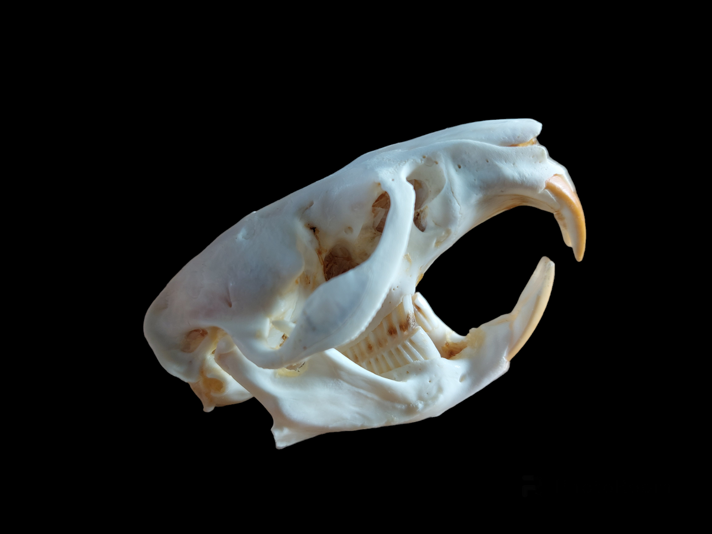 Musk rat set in glass jar