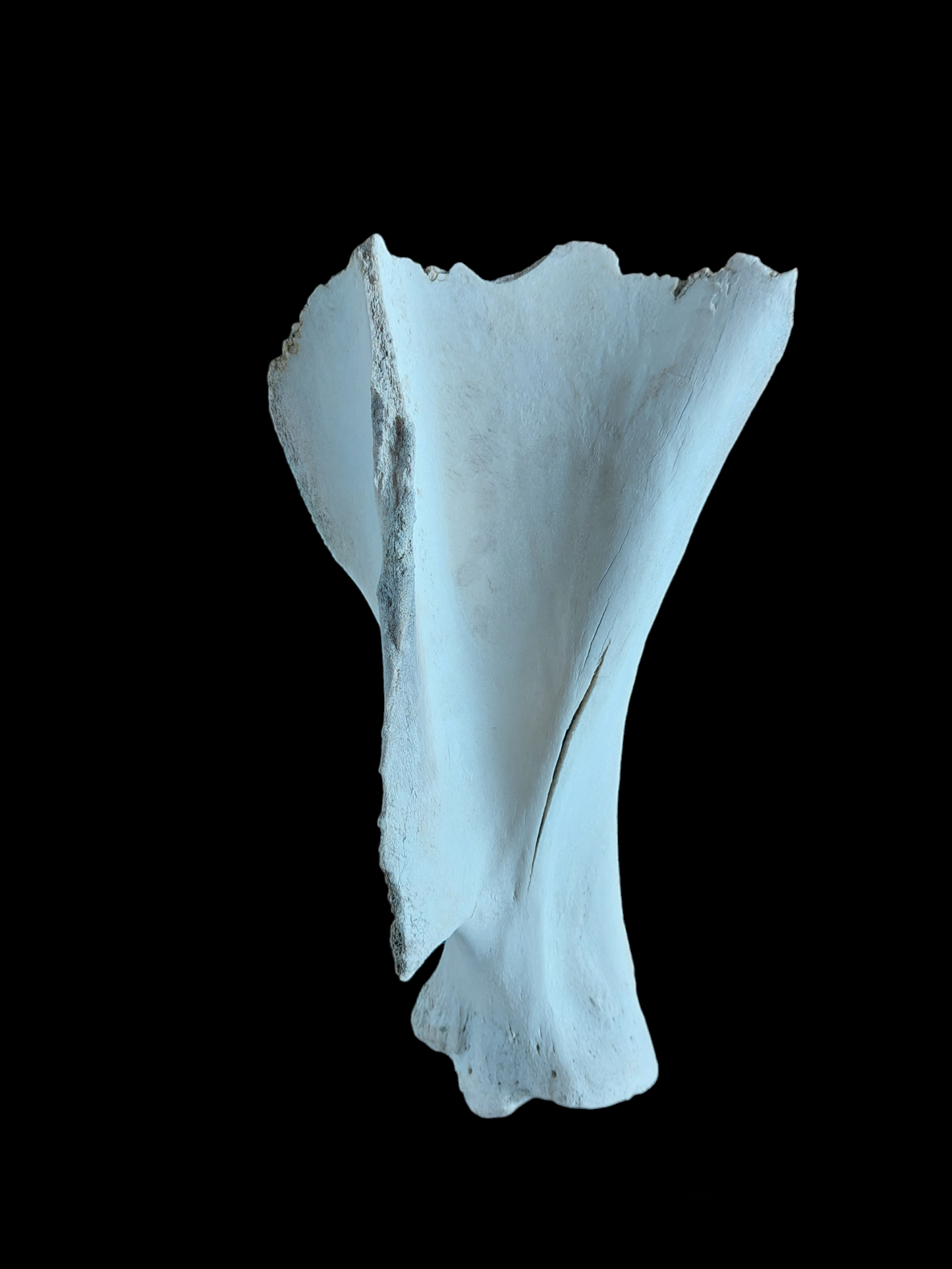 Cow scapula