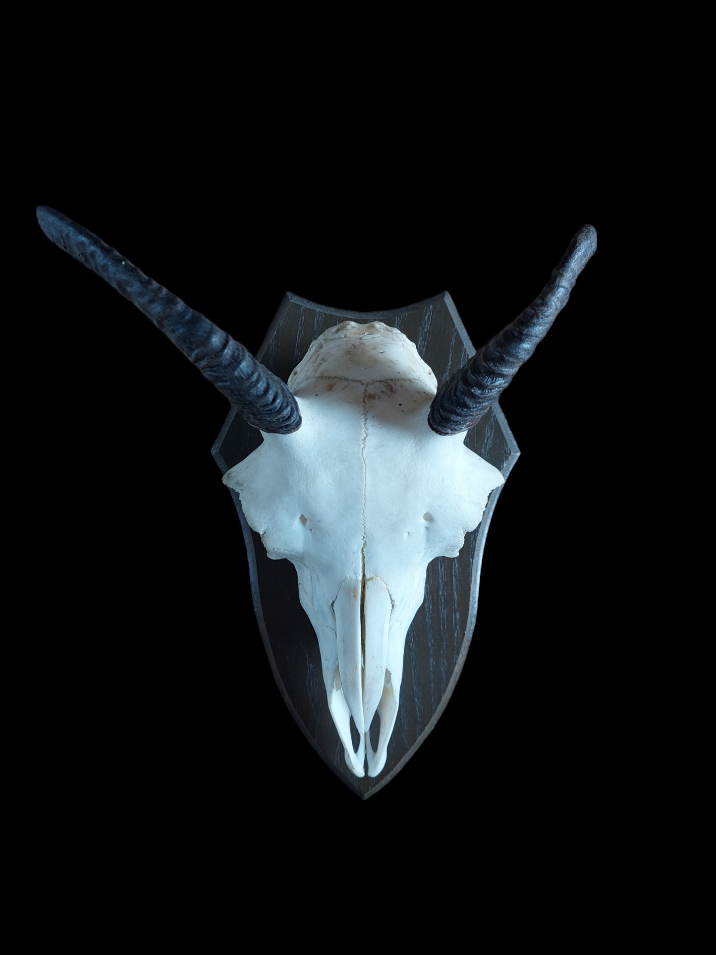 Muflon upper skull