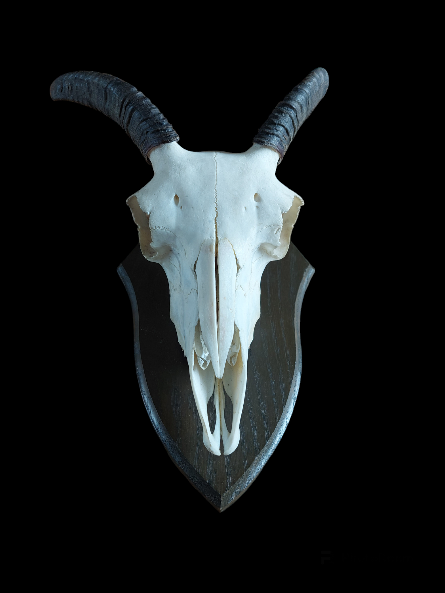 Muflon upper skull