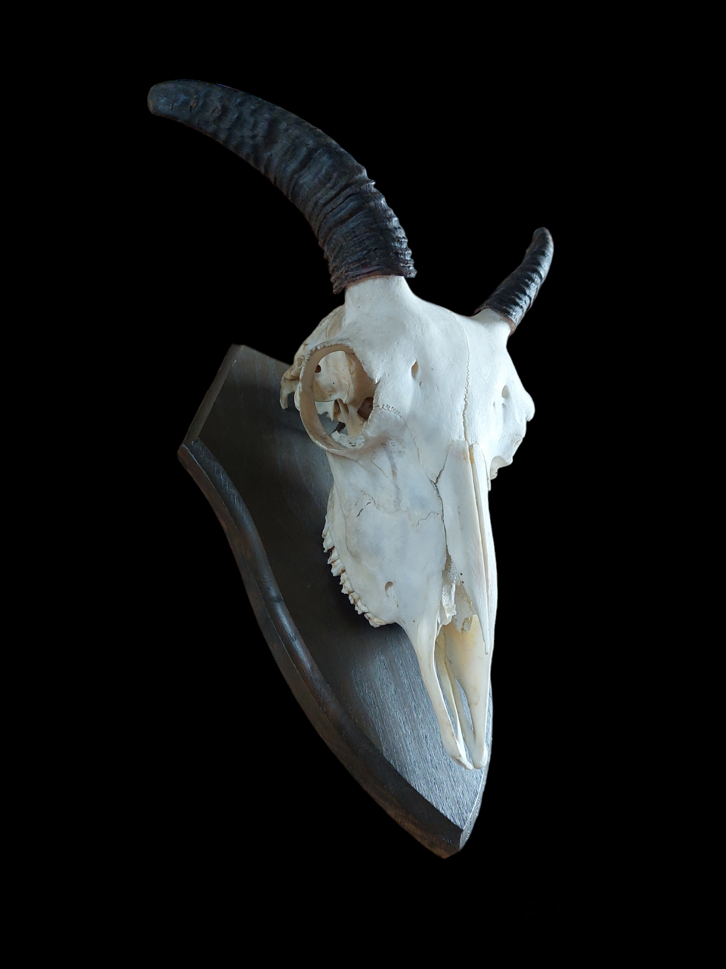 Muflon upper skull