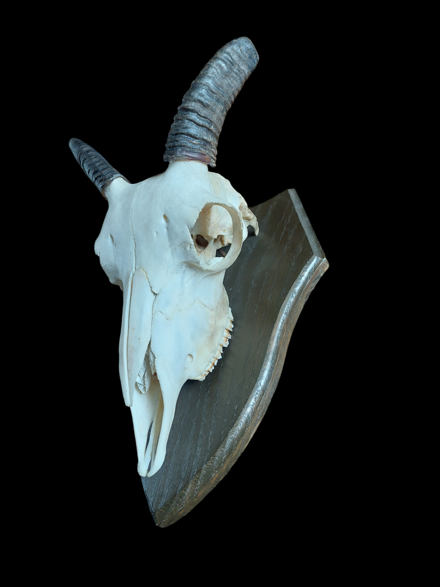 Muflon upper skull