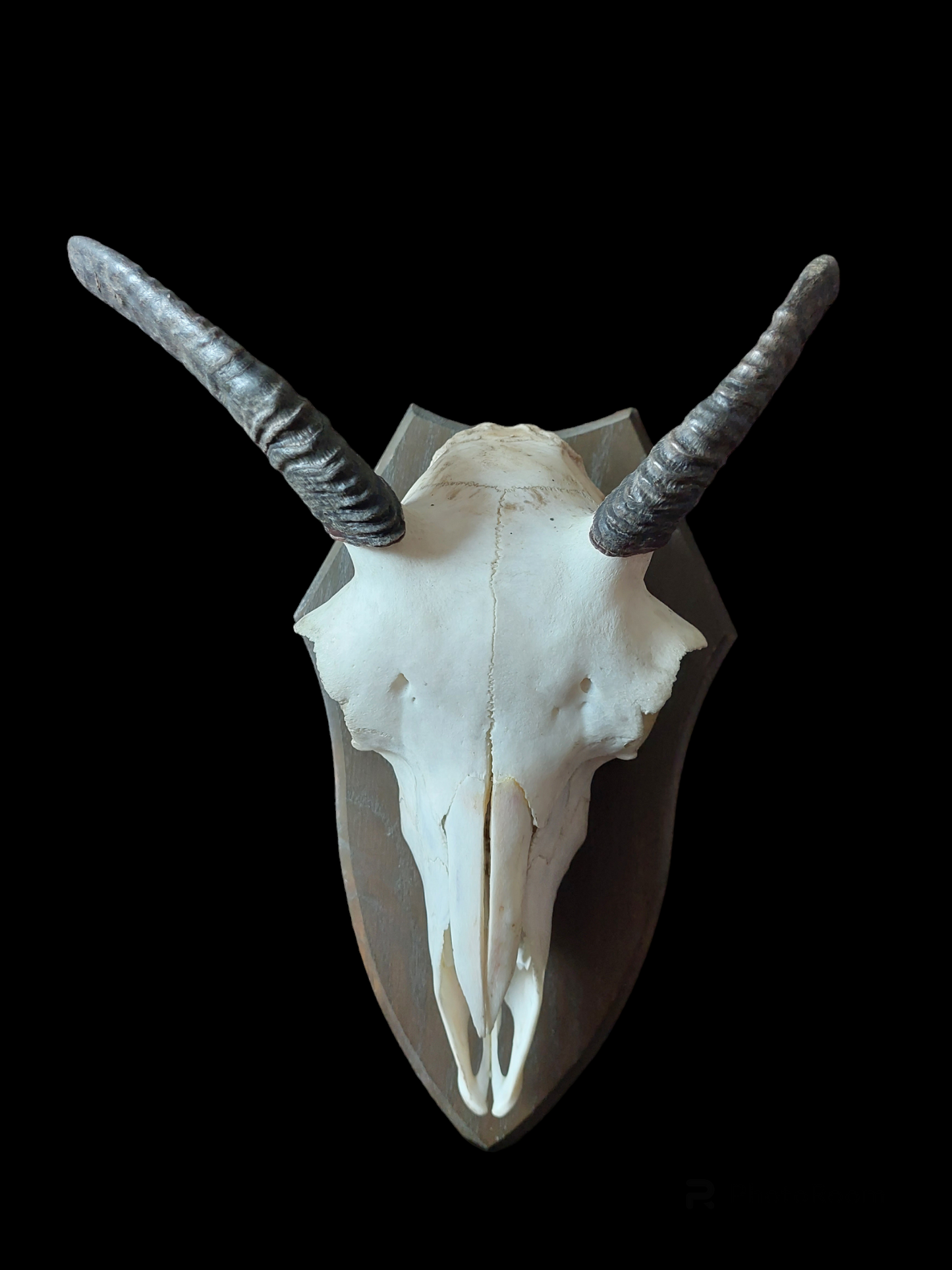 Muflon upper skull