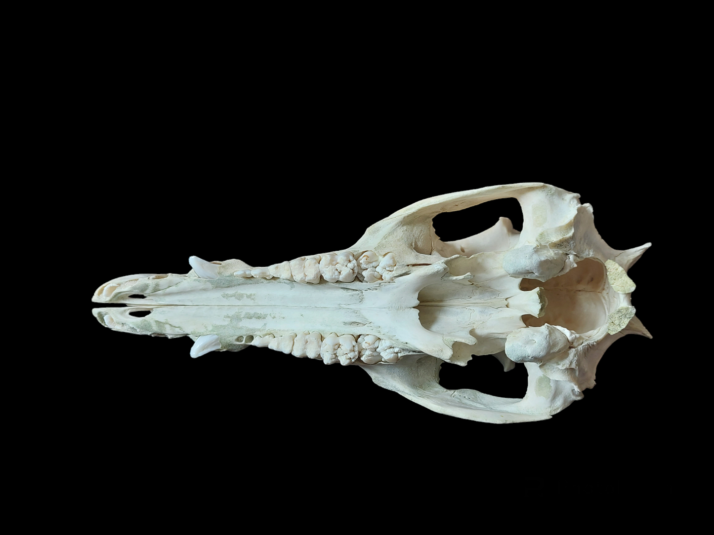 Wild boar upper skull