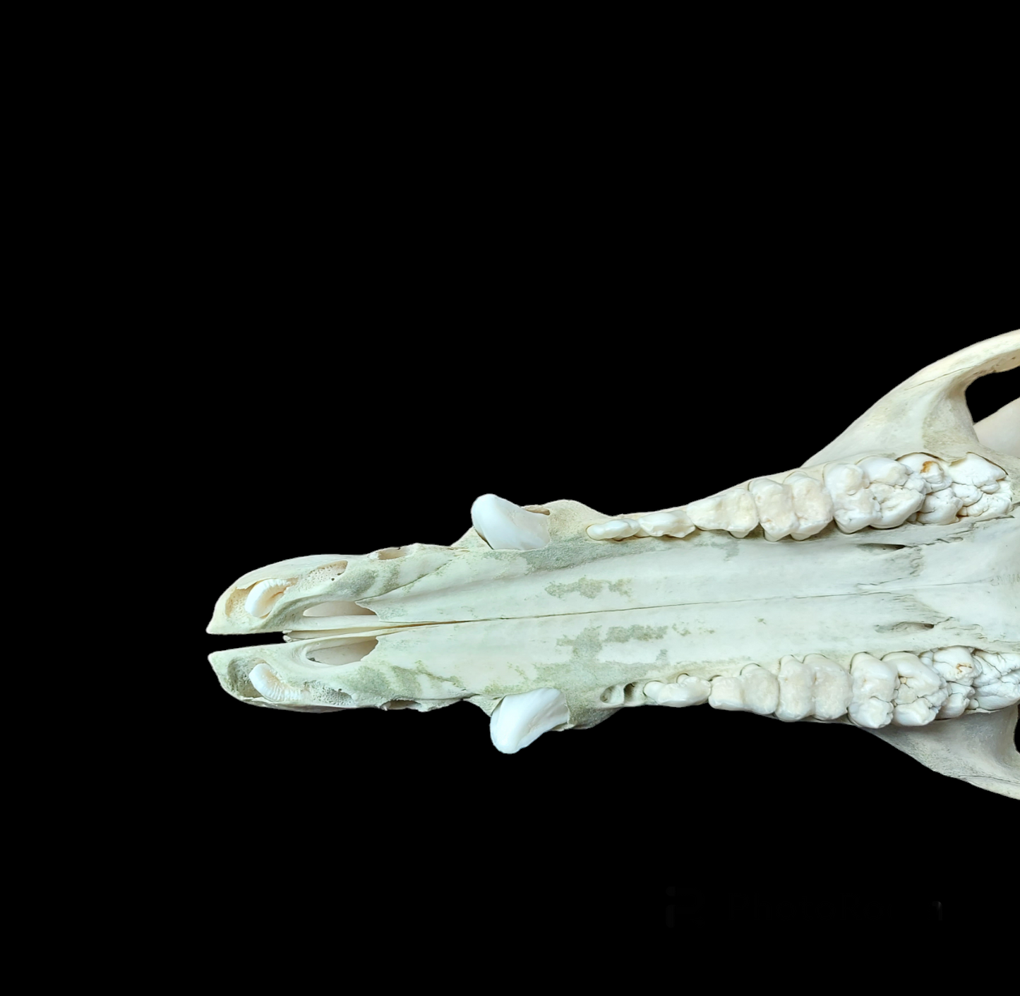 Wild boar upper skull