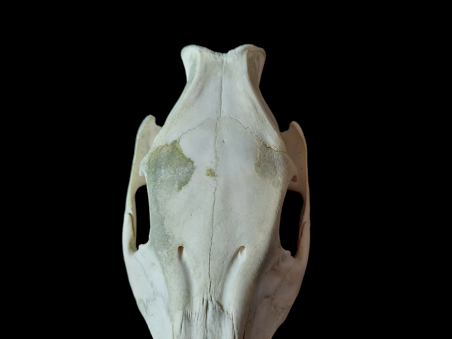 Wild boar upper skull