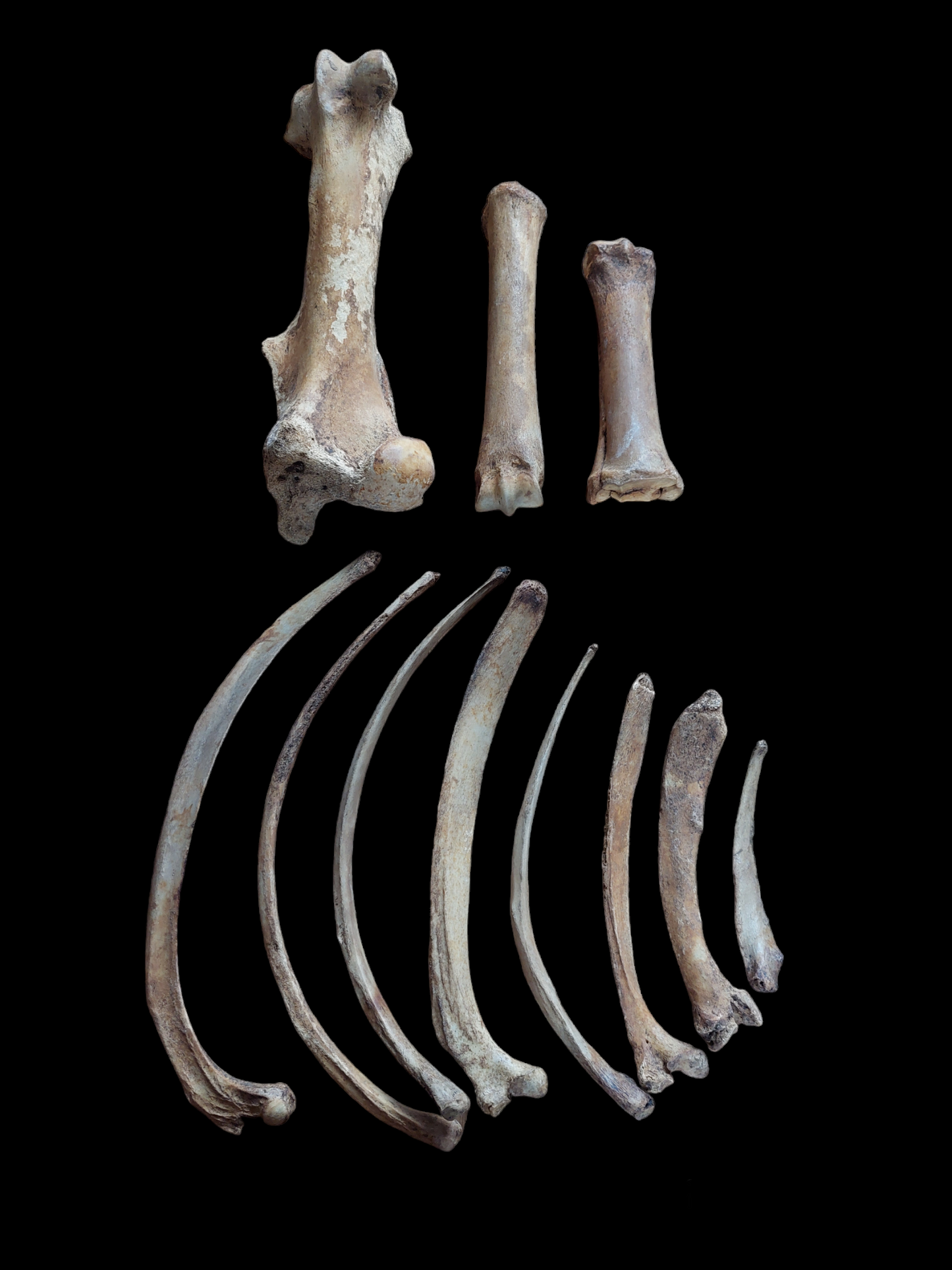 Horse bones