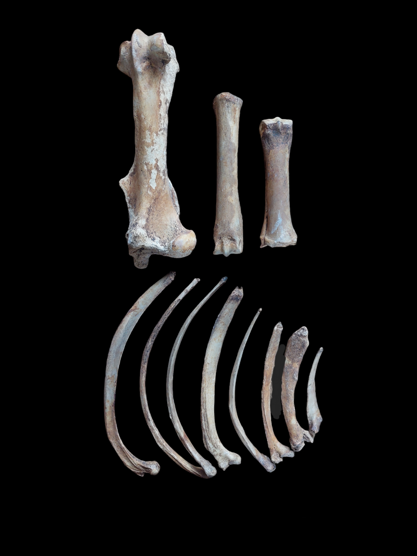 Horse bones