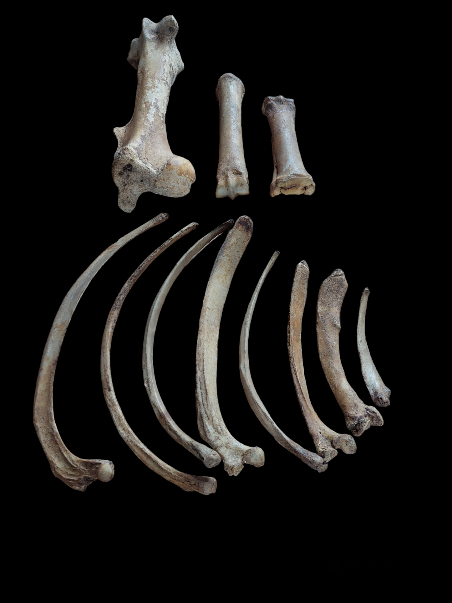 Horse bones