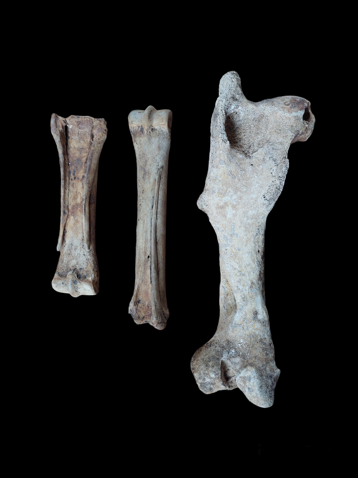 Horse bones