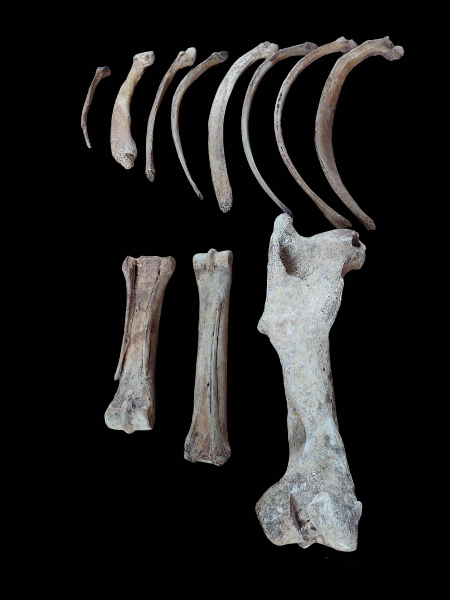 Horse bones