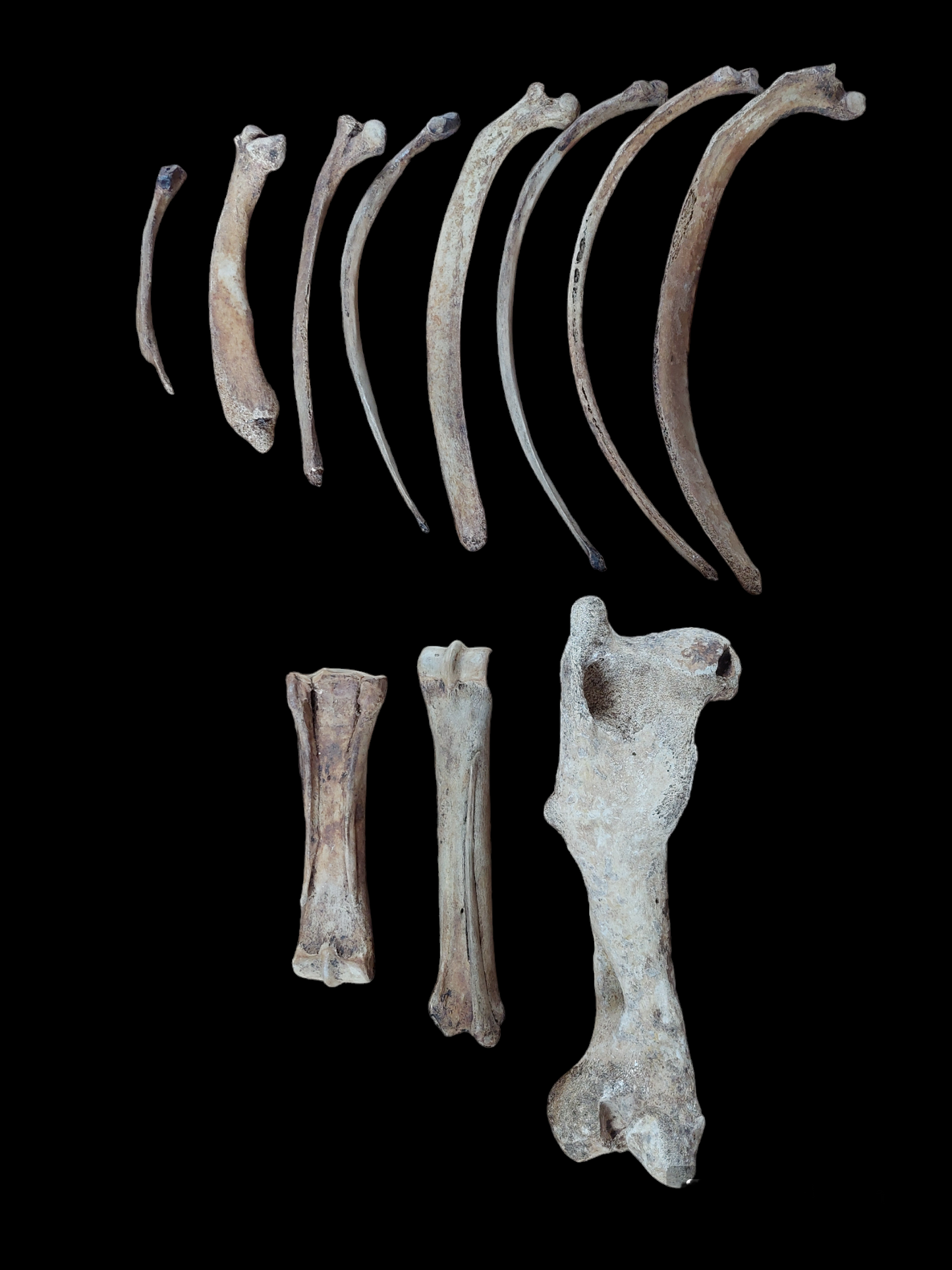 Horse bones