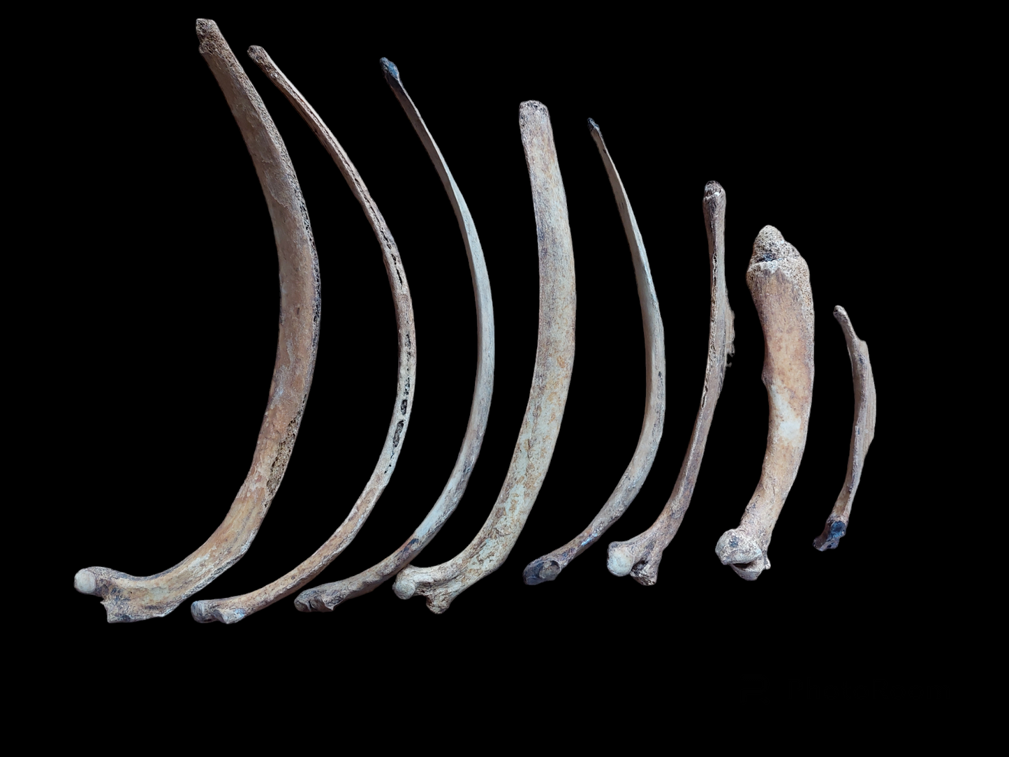 Horse bones