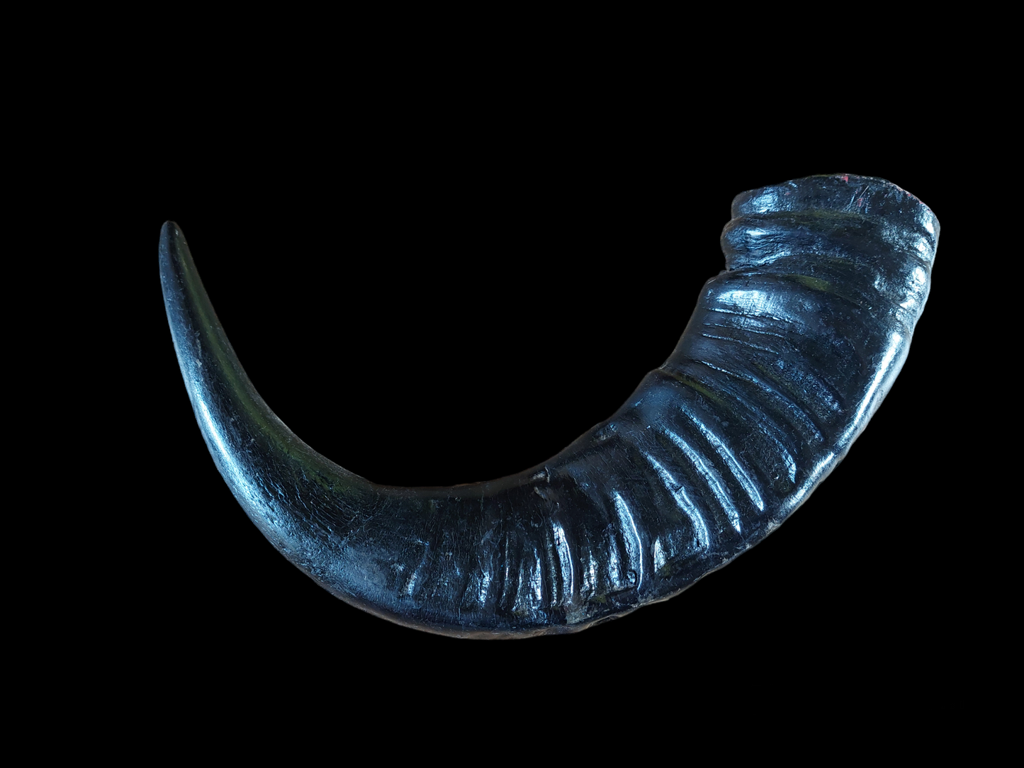 Water buffalo horn, single