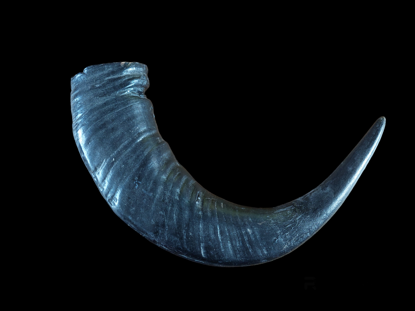 Water buffalo horn, single