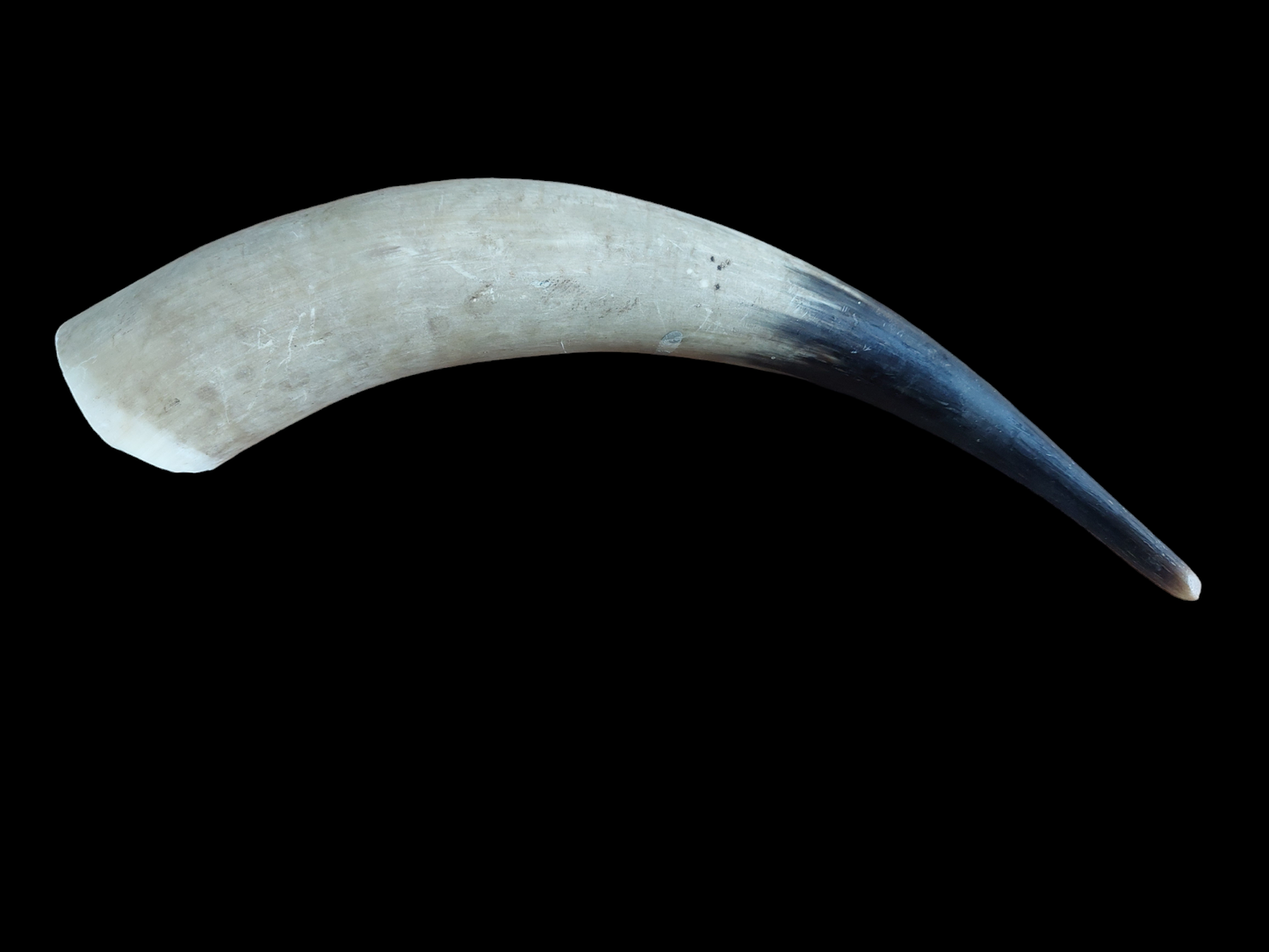 Cow horn