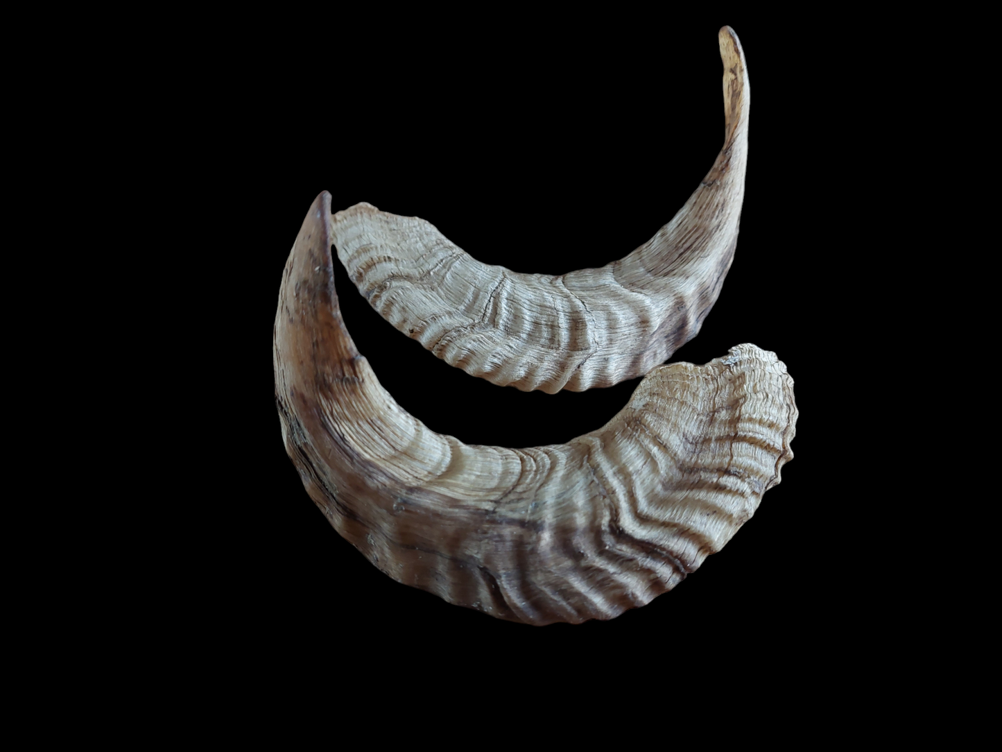 Sheep horns, set of two