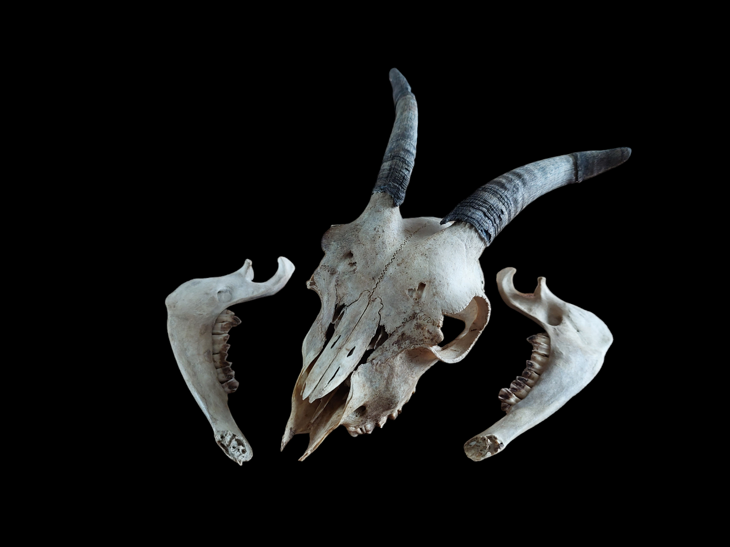 Goat skull #1