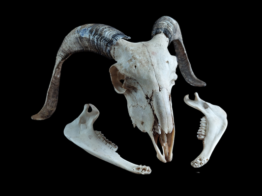 Sheep skull #2