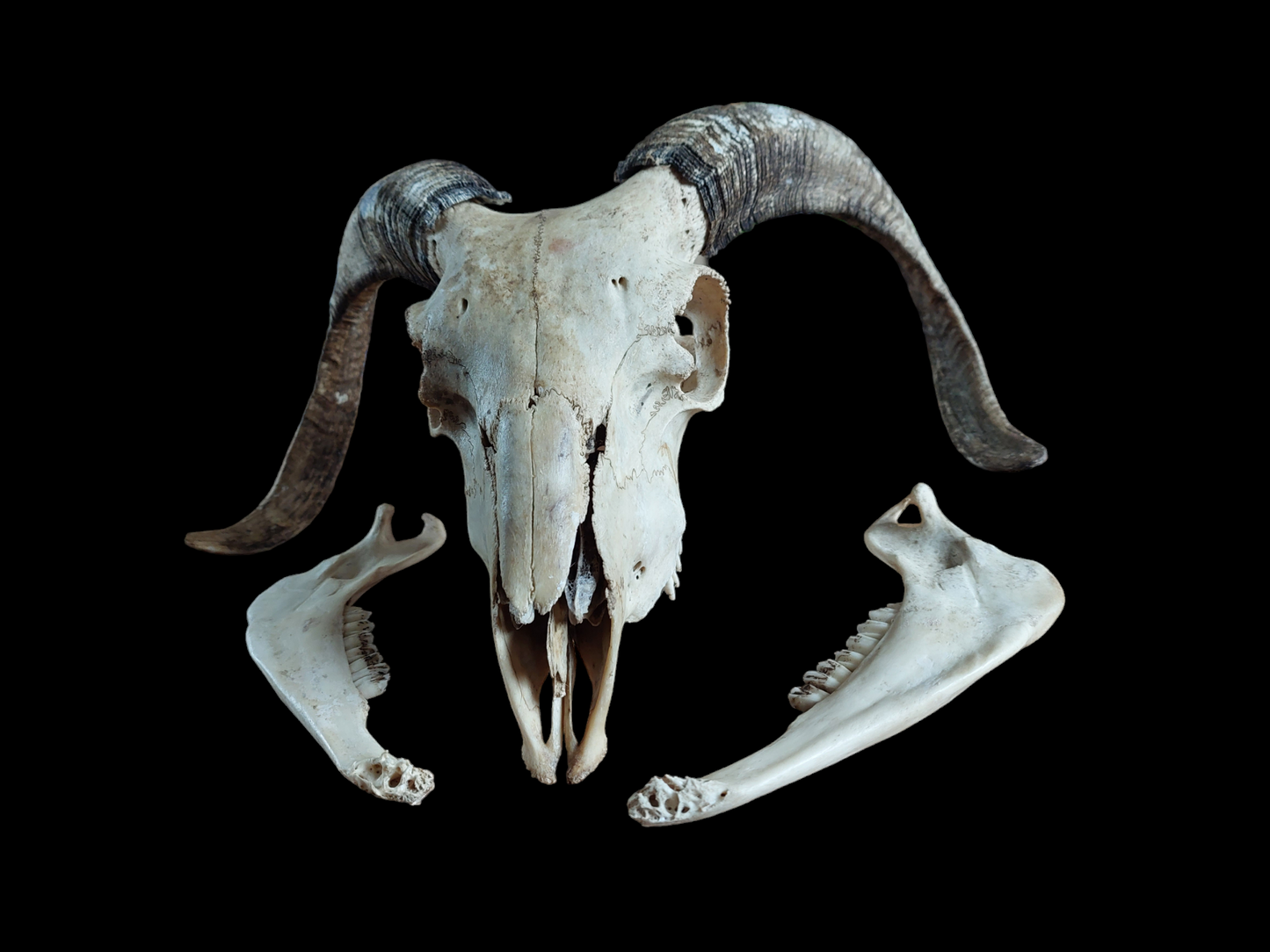 Sheep skull #2