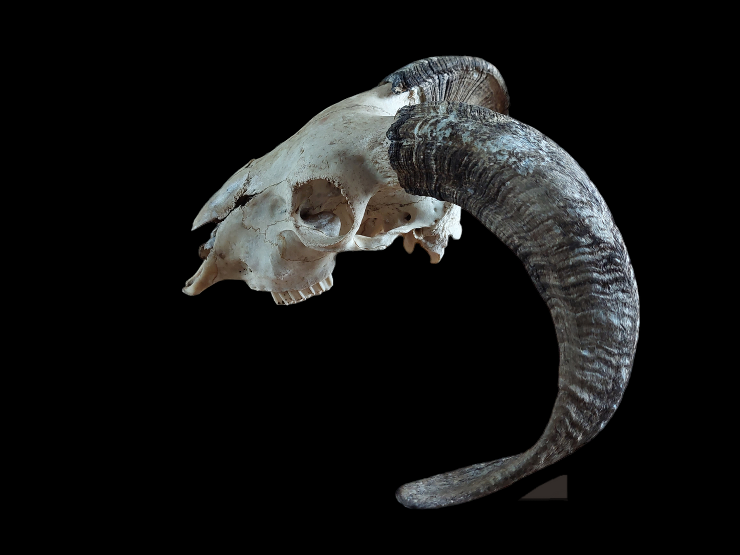 Sheep skull #2