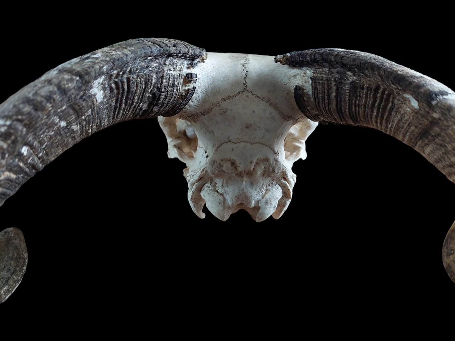 Sheep skull #2