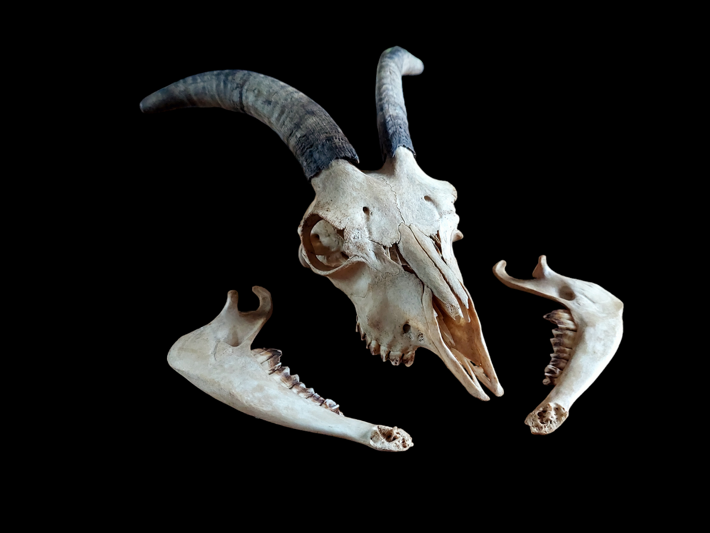 Goat skull #2