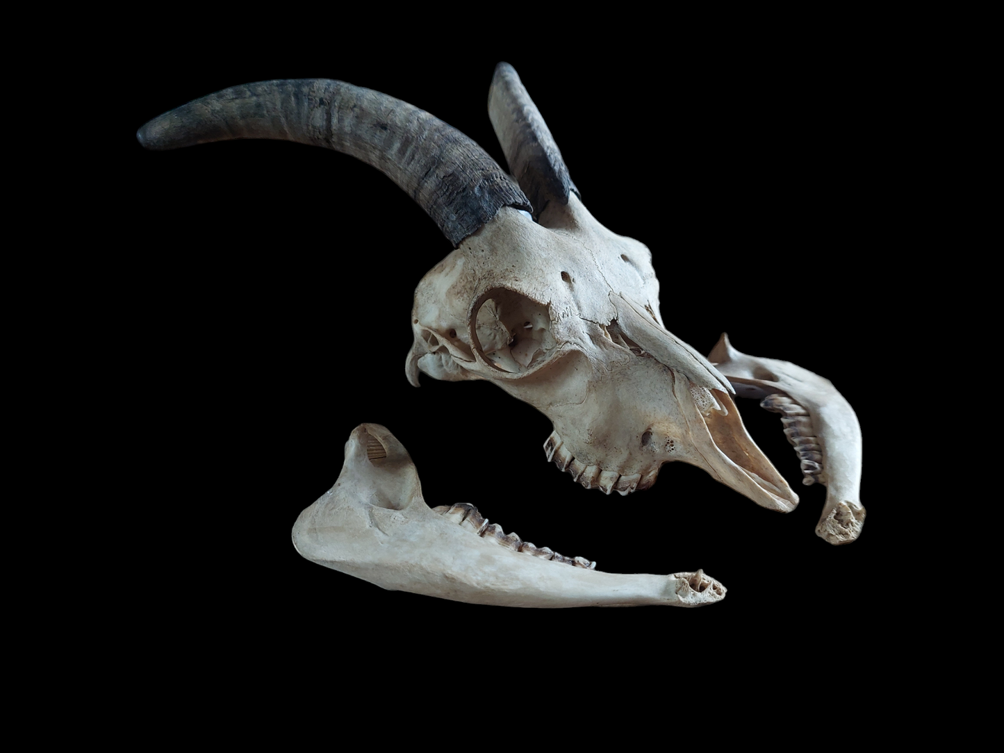 Goat skull #2