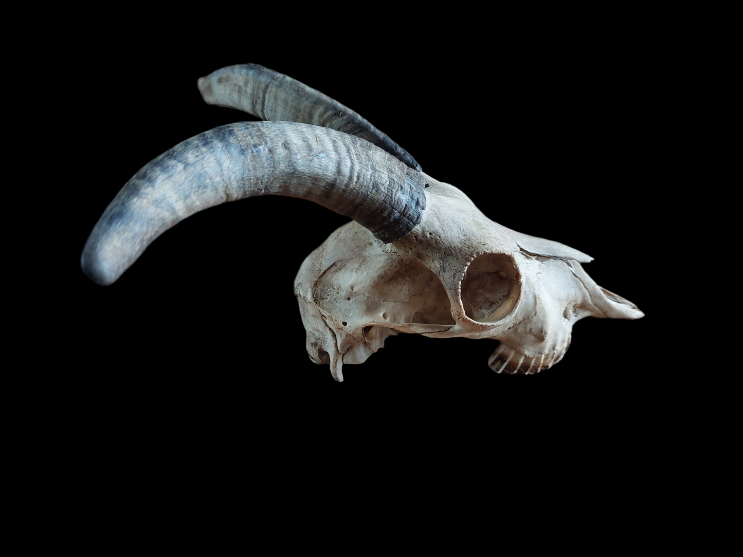 Goat skull #2