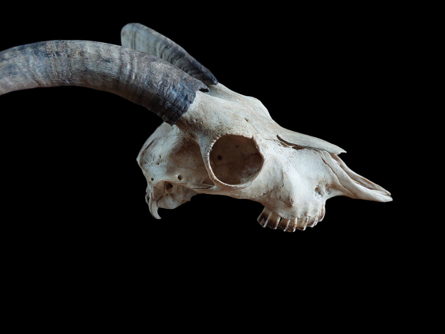 Goat skull #2