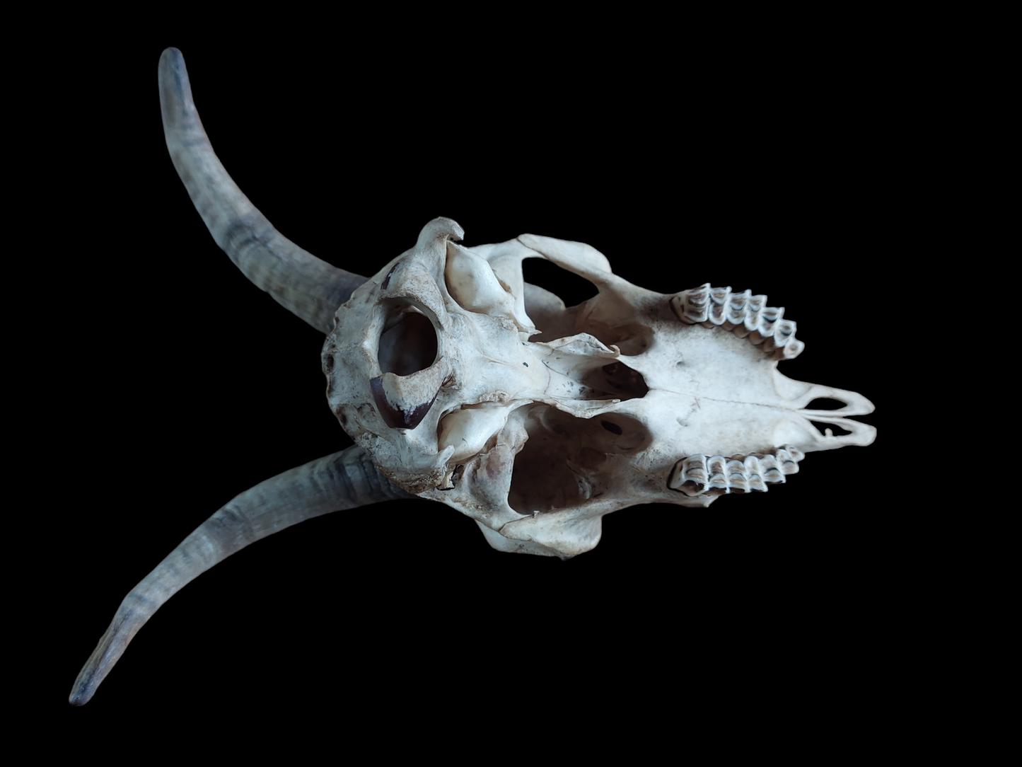 Goat skull #2