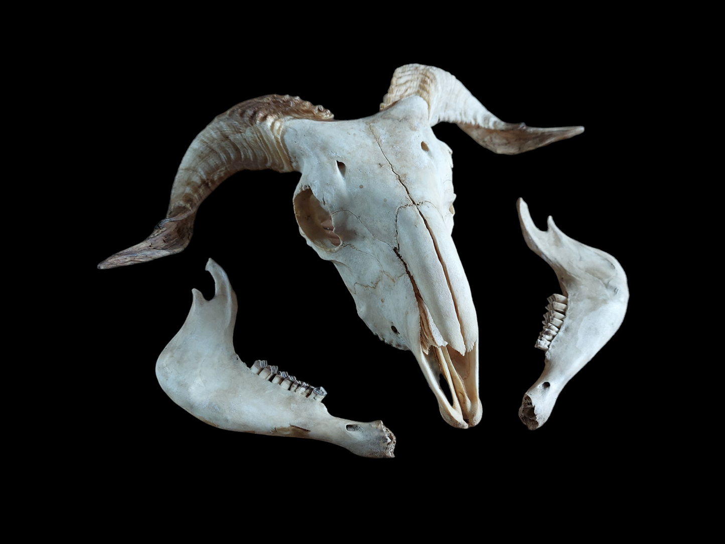 Sheep skull #3