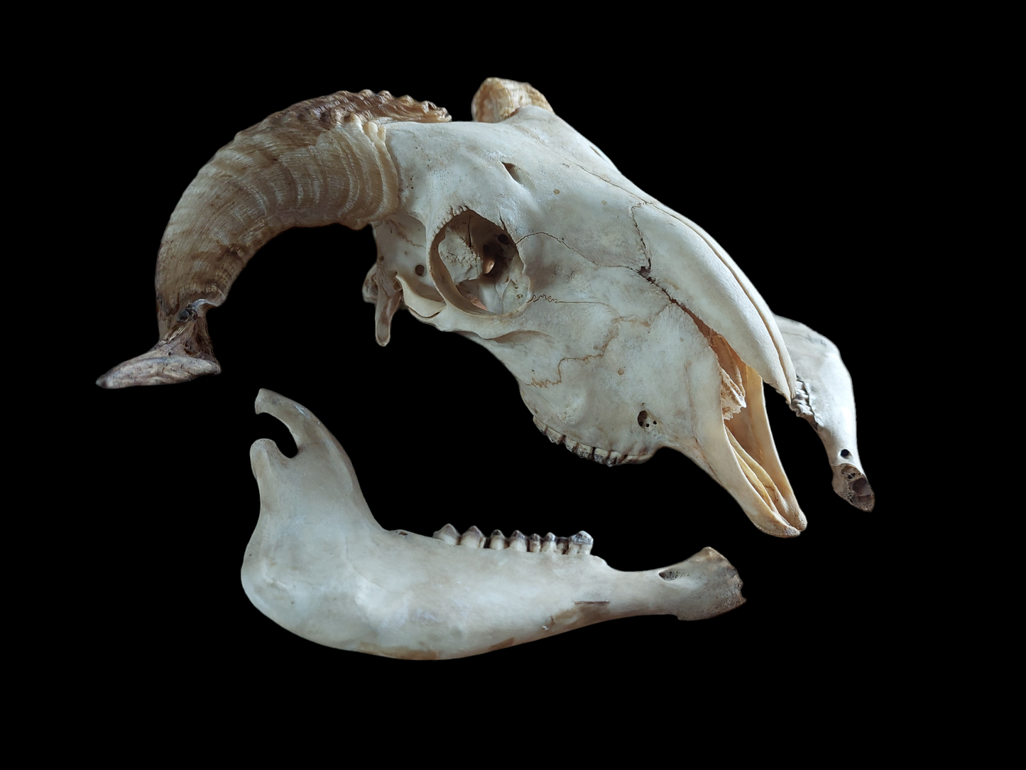 Sheep skull #3