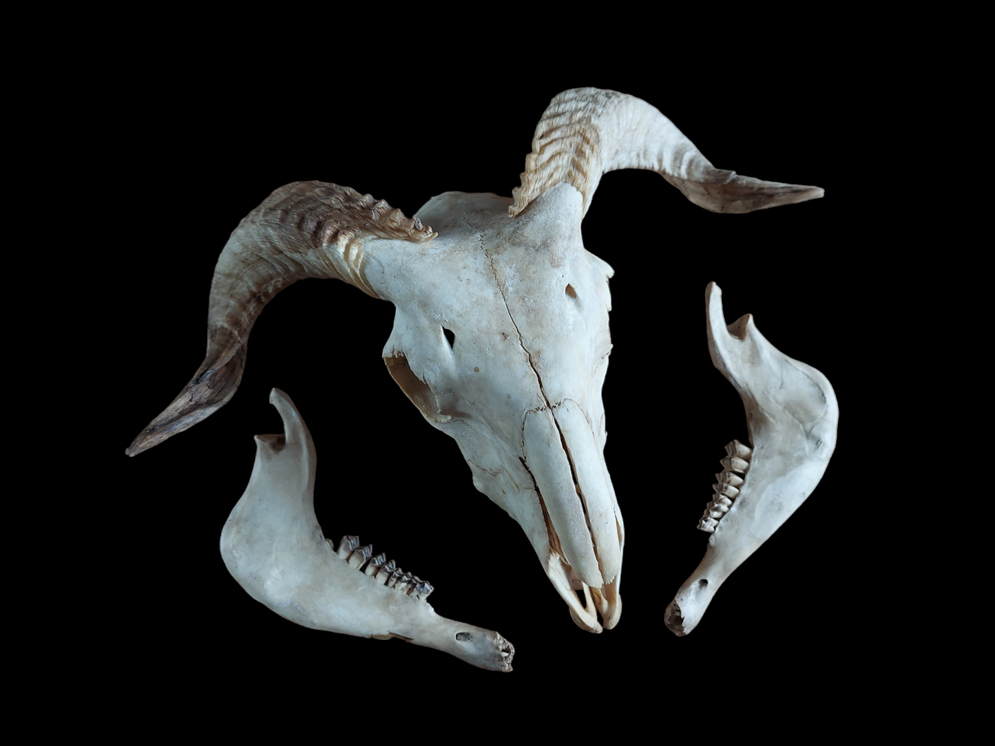 Sheep skull #3