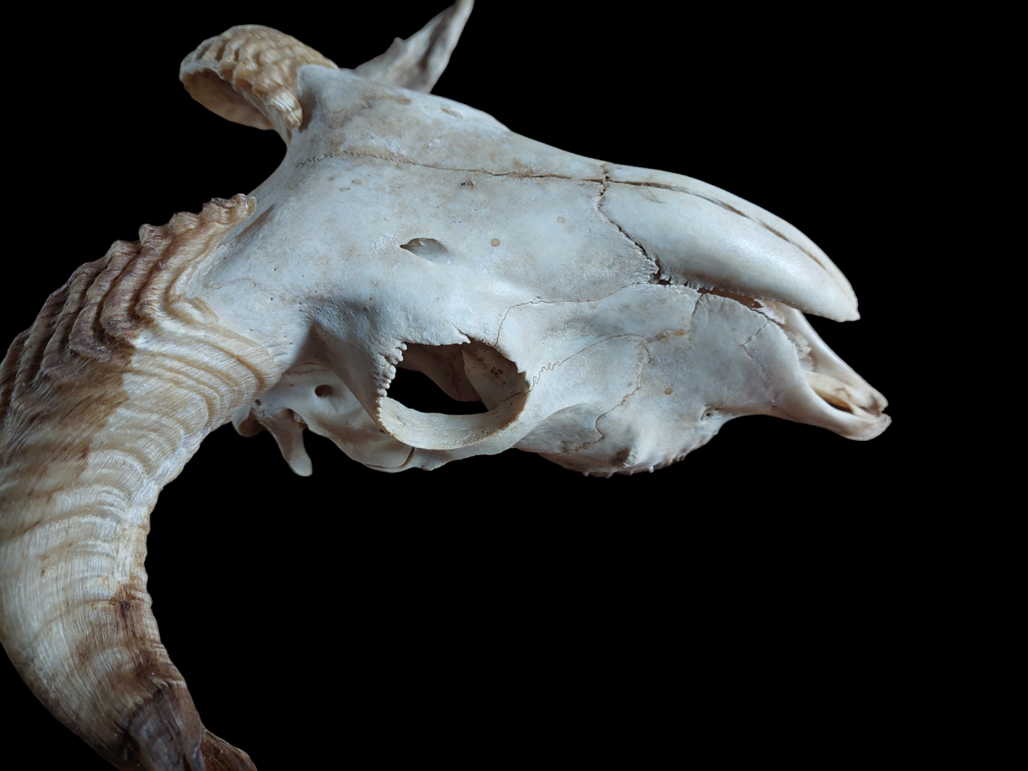 Sheep skull #3