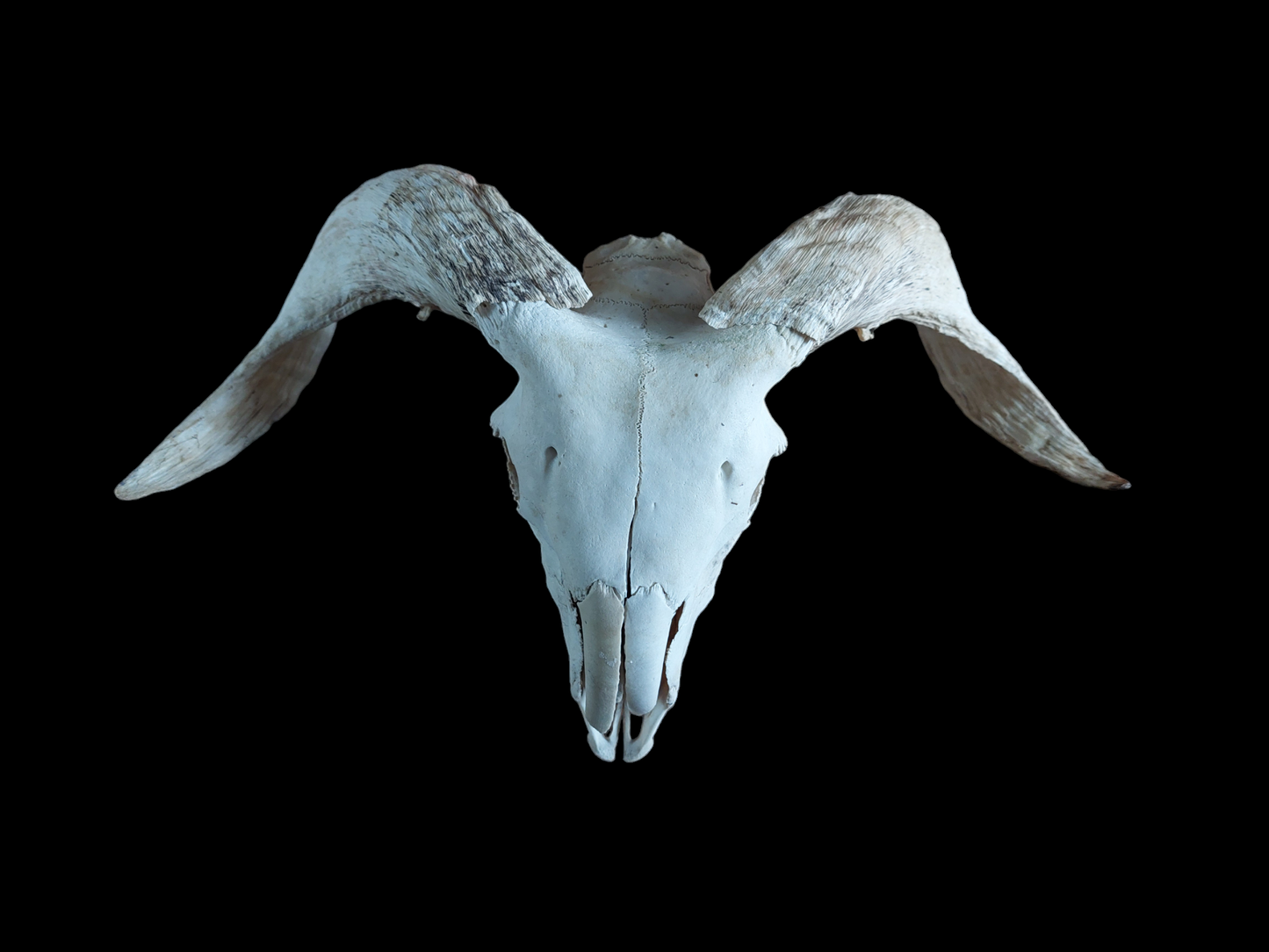 Sheep skull #4