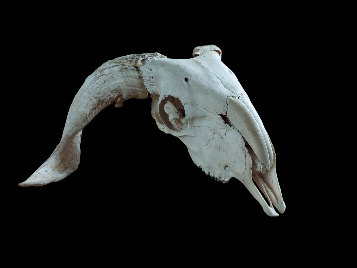 Sheep skull #4